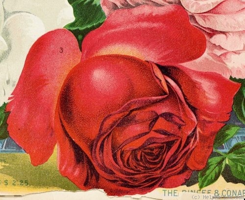 'J.-B. Varonne' rose photo