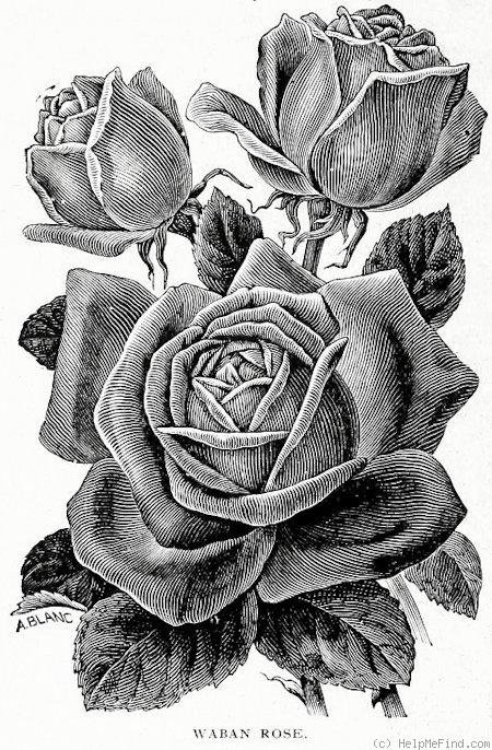 'Waban' rose photo