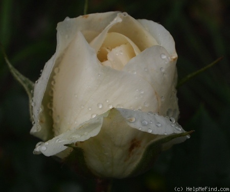 'Out of Yesteryear' rose photo