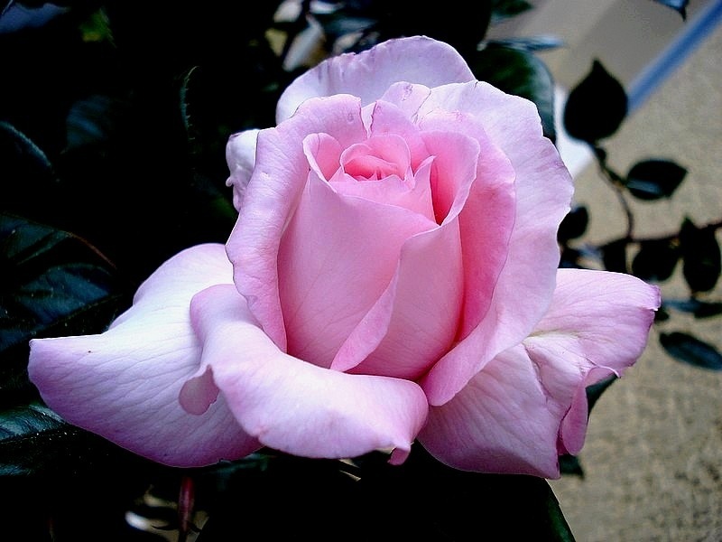 'Eve Ruggieri ®' rose photo