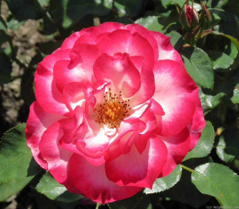 'Nicole ® (floribunda, Kordes 1985)' rose photo