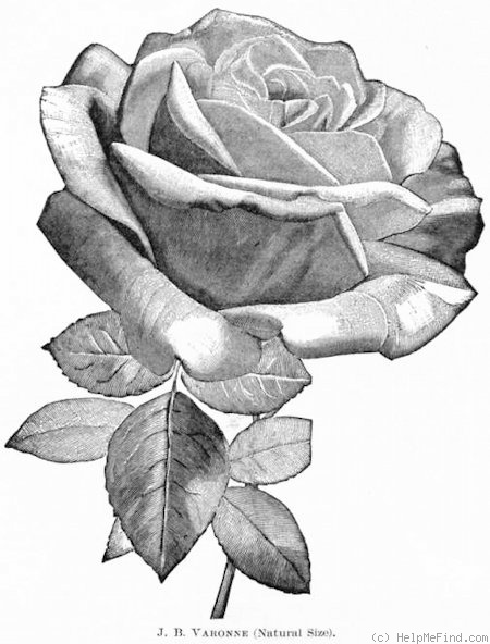 'J.-B. Varonne' rose photo
