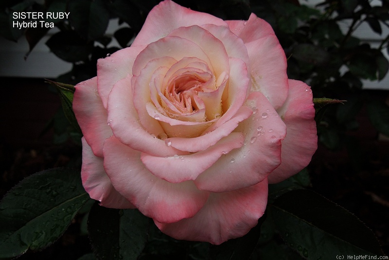 'Sister Ruby' rose photo