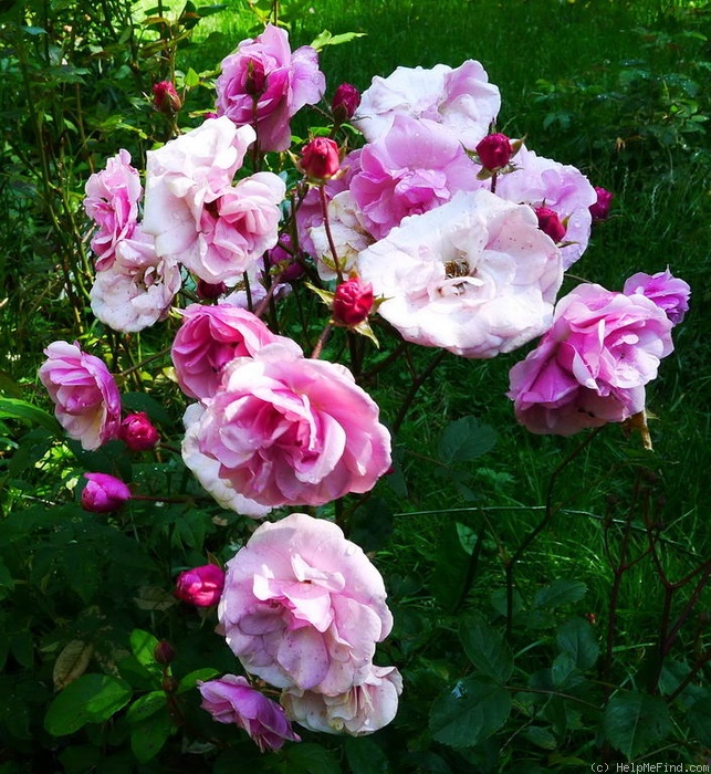 'Cotorrita Real' rose photo