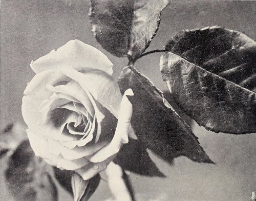 'Peachblow (HT. Burbank 1893)' rose photo