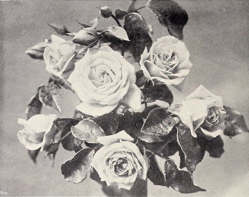 'Peachblow (HT. Burbank 1893)' rose photo