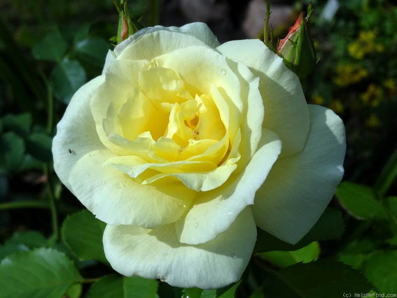 'Prairie Harvest' rose photo