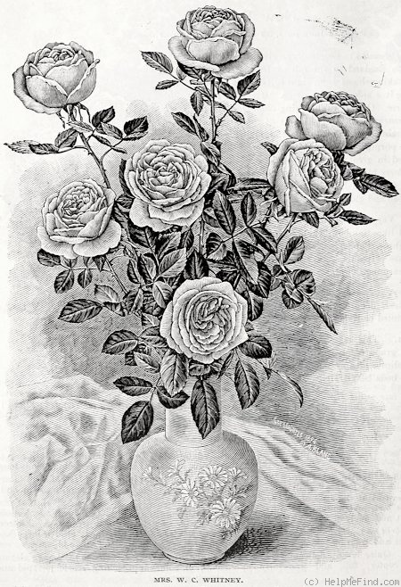 'Mrs. W. C. Whitney' rose photo