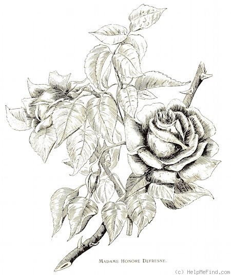 'Madame Honoré Defresne' rose photo