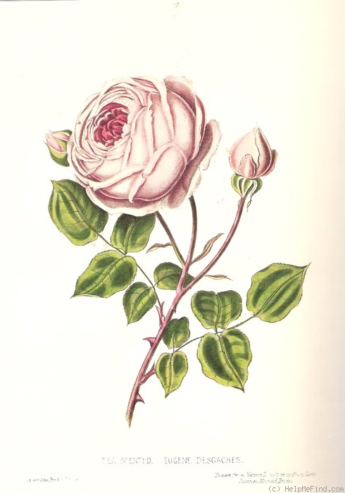 'Eugénie Desgaches (tea, Plantier, 1840)' rose photo