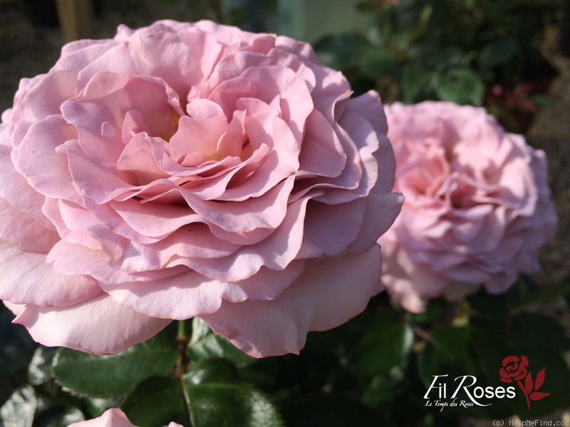 'Blue Girl® (hybrid tea, Sauvageot/NIRP, 2008)' rose, click to enlarge 'Blue Girl® (hybrid tea, Sauvageot/NIRP, 2008)' rose photo