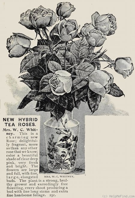 'Mrs. W. C. Whitney' rose photo