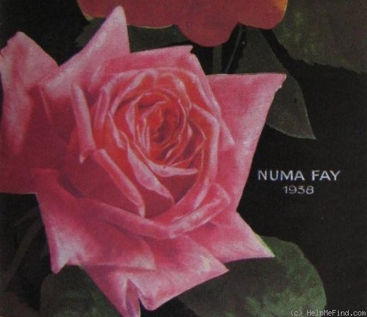 'Numa Fay' rose photo