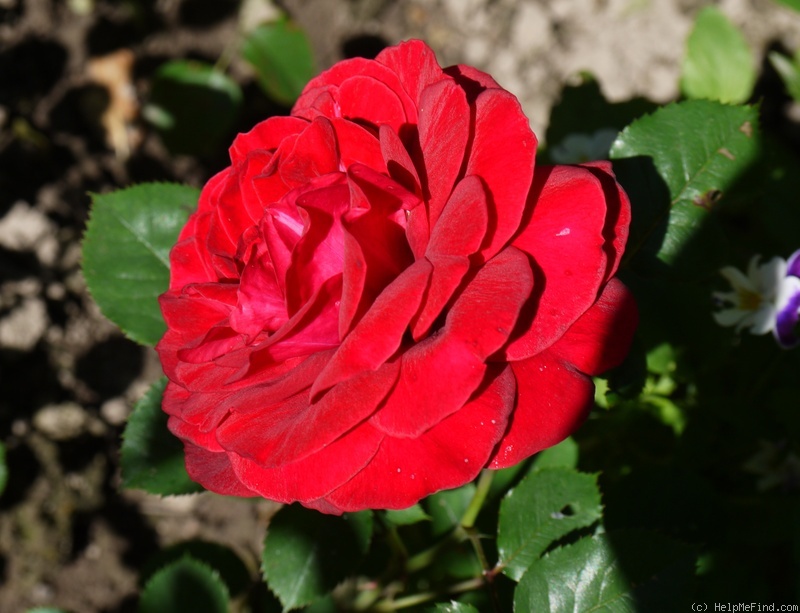 'Charlottenburg' rose photo