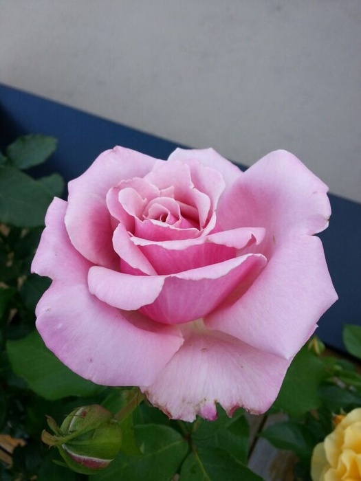 'Memorial Day ™' rose photo