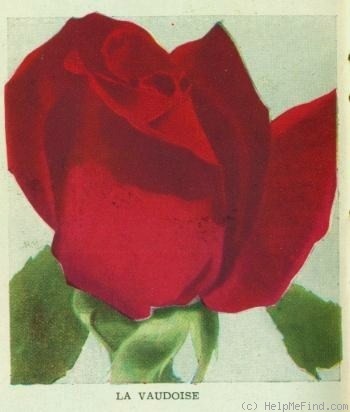 'La Vaudoise' rose photo