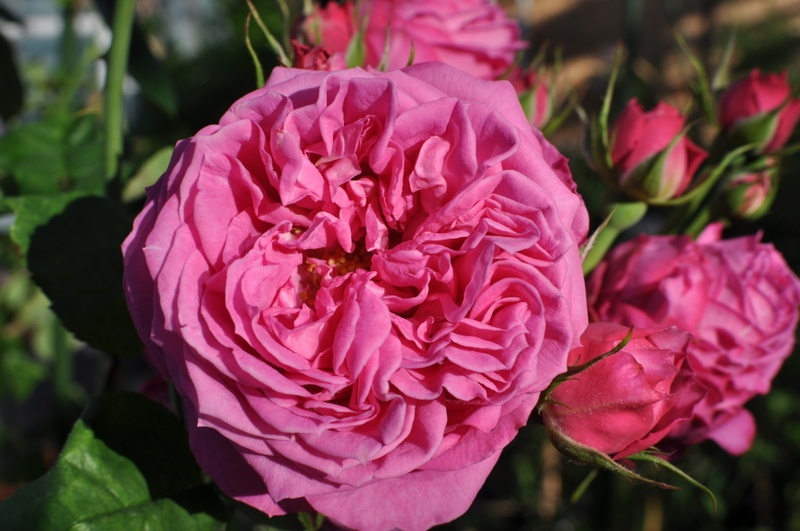 'koenig's rosen'  photo