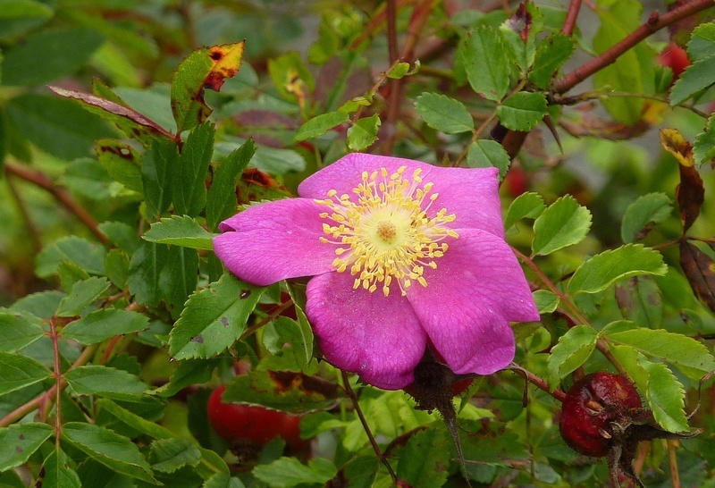'R. blanda' rose photo