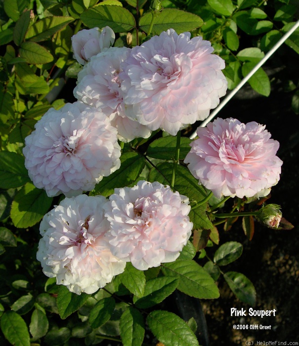 'Pink Soupert' rose photo