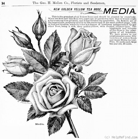 'Medea (tea, Paul, 1891)' rose photo