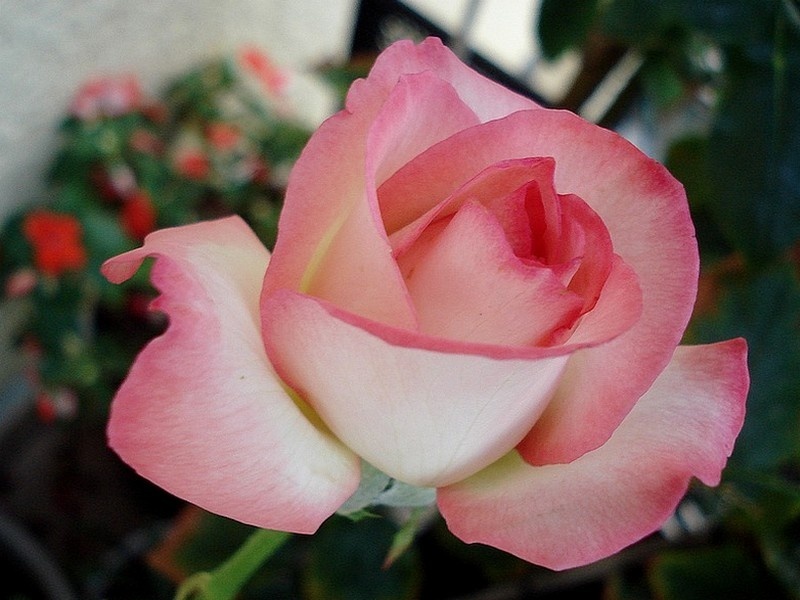 'Isabelle Aubret ®' rose photo