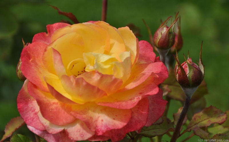 'KORtaltal' rose photo