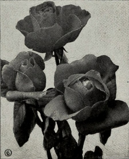 'Captain Kilbee Stuart' rose photo