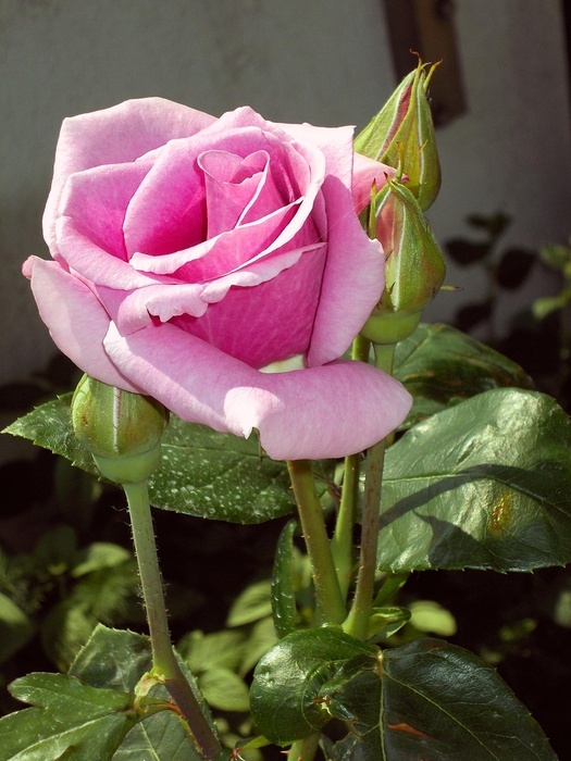 'Blue Queen ®' rose photo