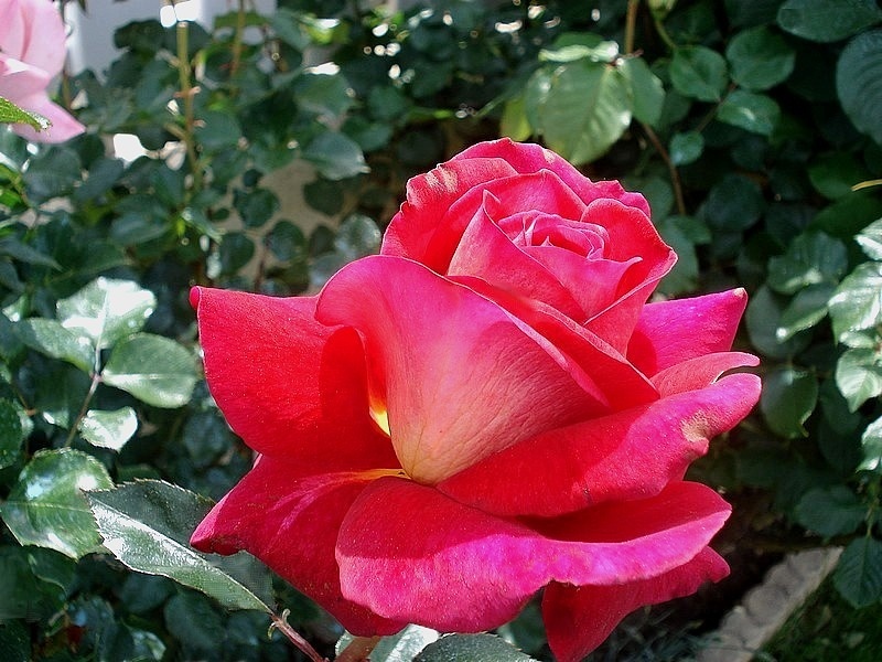 'Macha Méril ®' rose photo