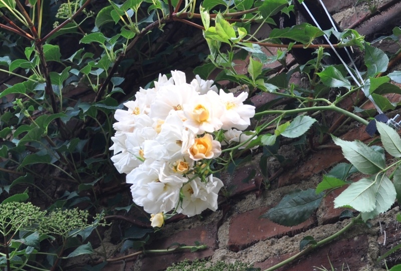 'Pas de Deux' rose photo