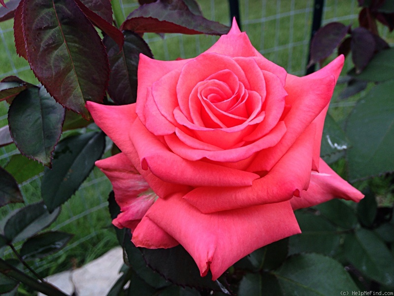 'Impulse ® (hybrid tea, Evers/Tantau, 2006)' rose photo