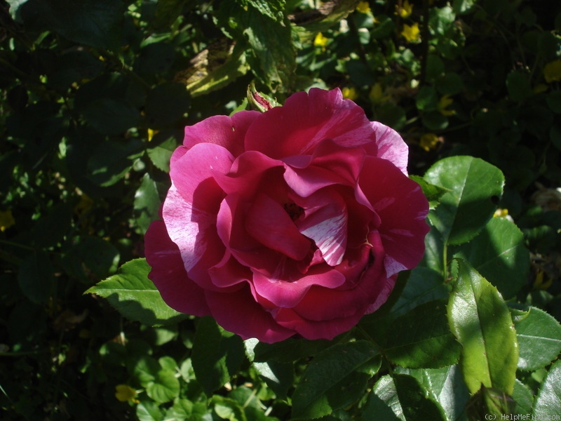 'Haus Habsburg' rose photo
