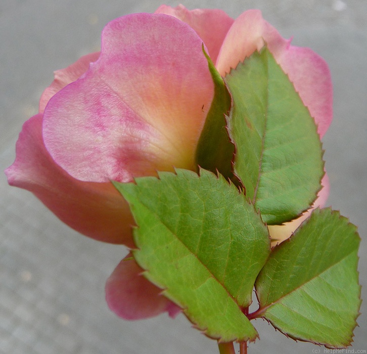 'Luftschlange' rose photo
