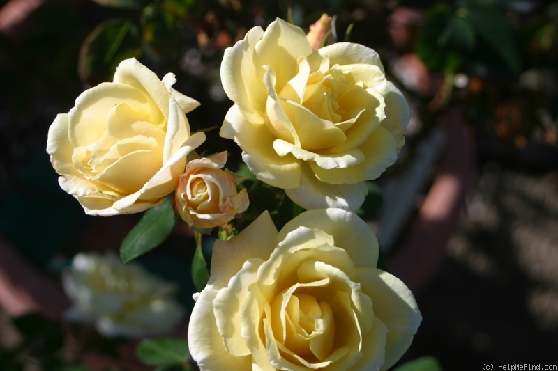 'Peter Alonso' rose photo