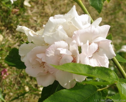 'Bordurella®' rose photo