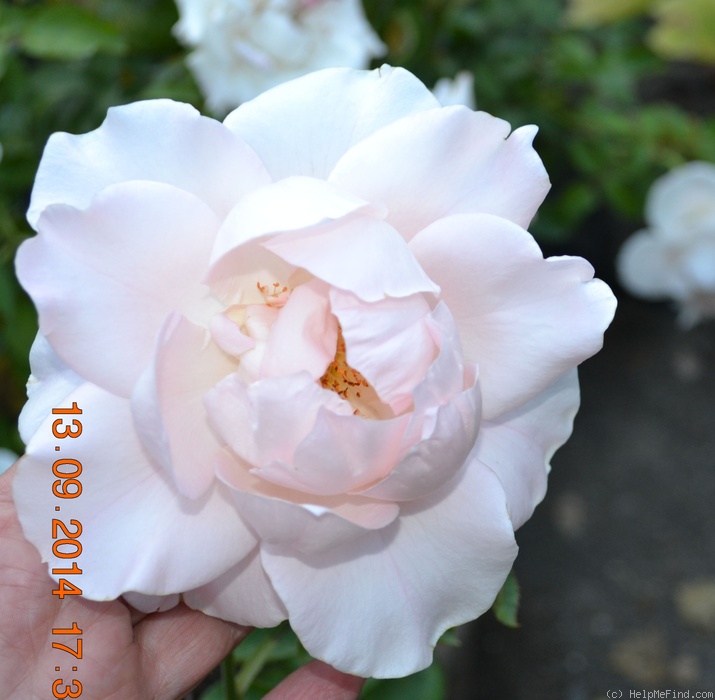 'White Majesty (hybrid tea, Meilland, 2006)' rose photo