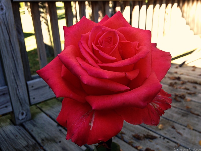 'Impulse ® (hybrid tea, Evers/Tantau, 2006)' rose photo