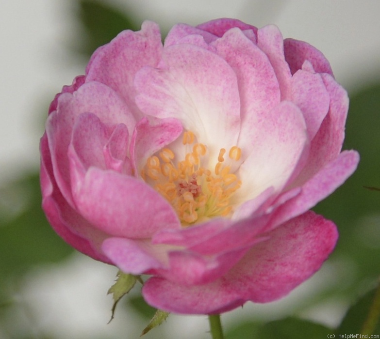 'Cyd's Compassion' rose photo