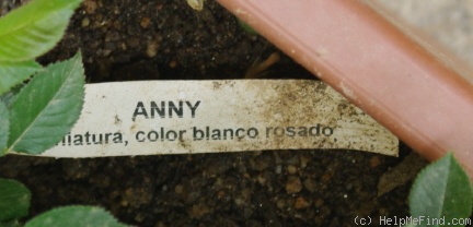 'Anny (miniature, Dot, 1949)' rose photo