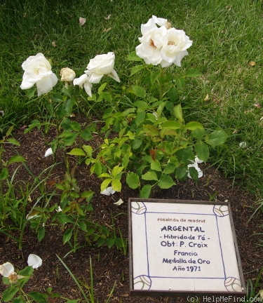 'Argental' rose photo