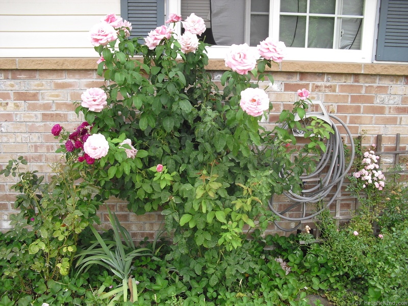 'Memorial Day ™' rose photo