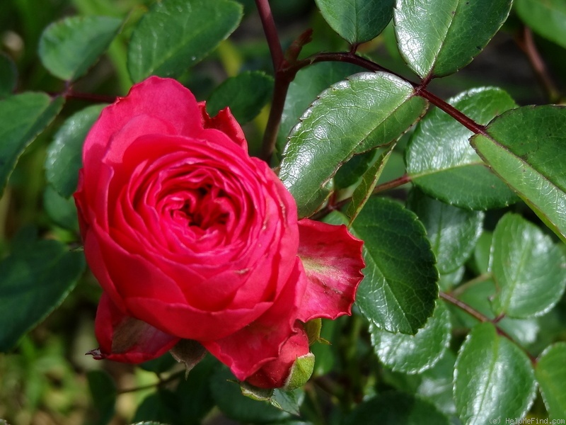 'Gräfin Esterhazy' rose photo