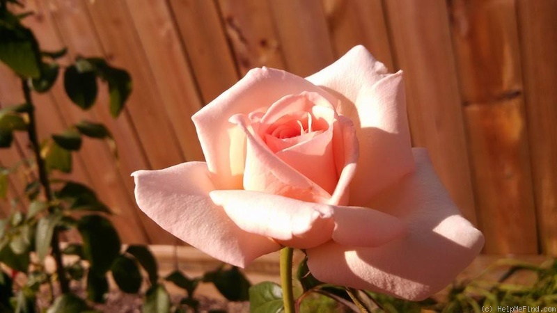 'Francis Meilland' rose photo