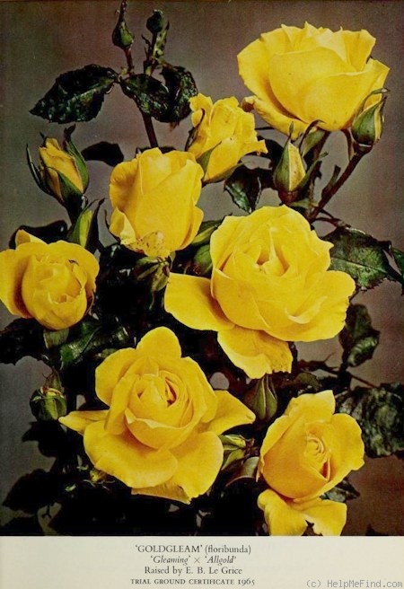 'Goldgleam' rose photo