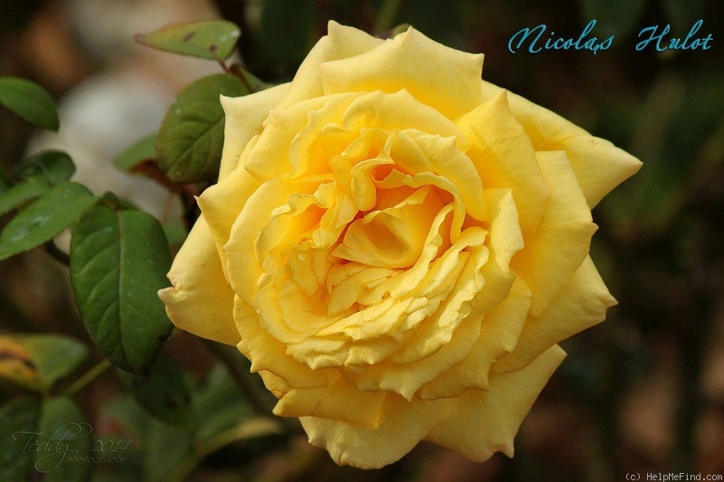 'Nicolas Hulot ®' rose photo