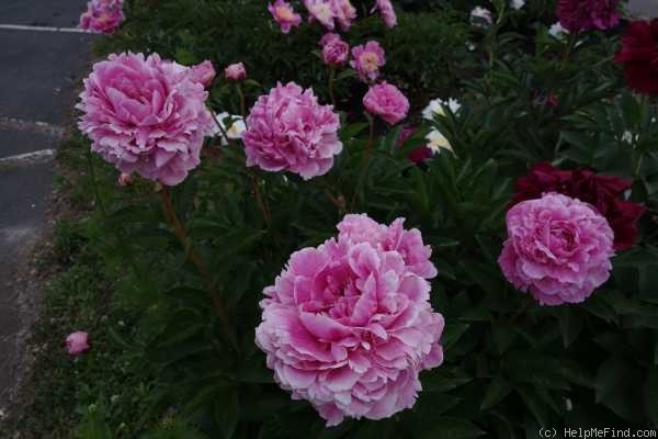 'The Fawn' peony photo