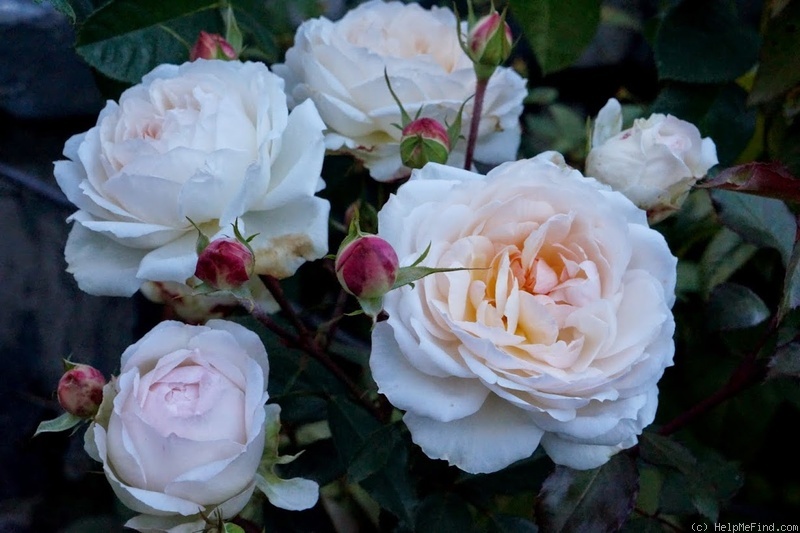 'Stephanie Baronin zu Guttenberg' rose photo