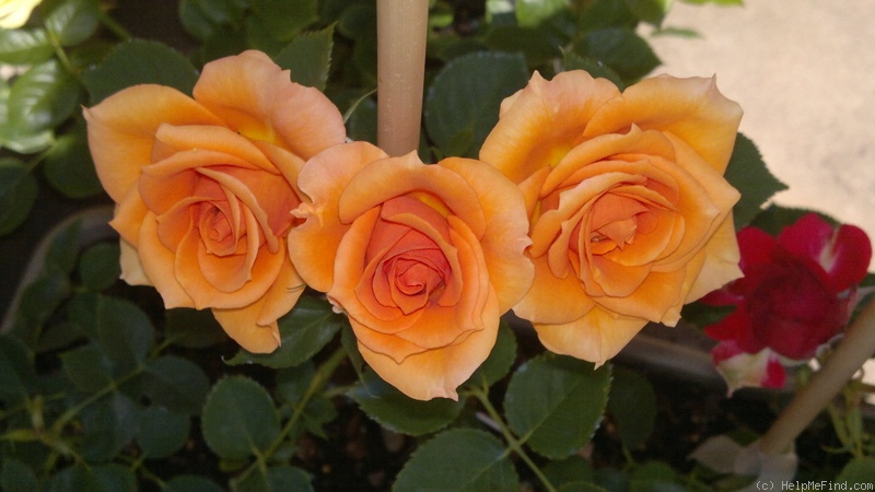 'San Remo' rose photo