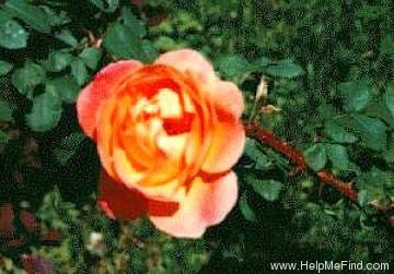 'Q15-01' rose photo