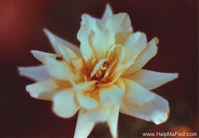 'GSHAG (Peter Harris)' rose photo